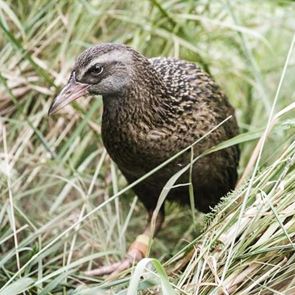 Wyld Weka Woo Hat