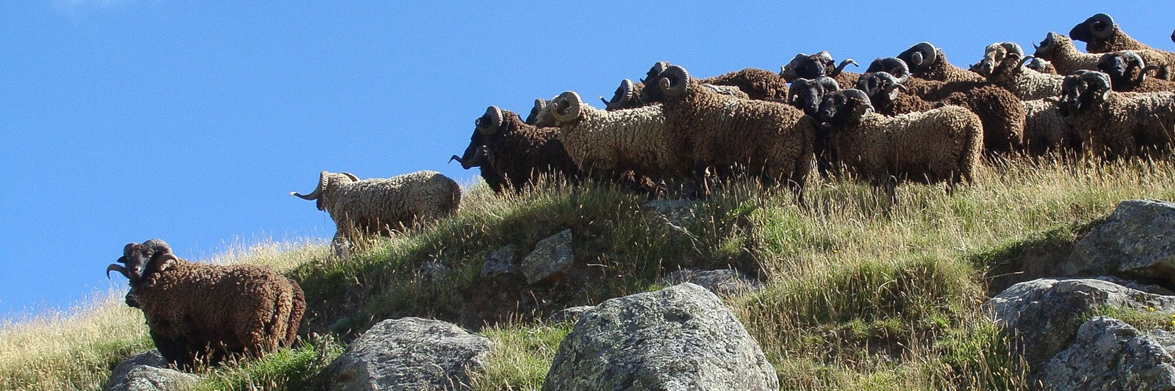 Autumn Can Be Wyld | A Story of NZ Wool