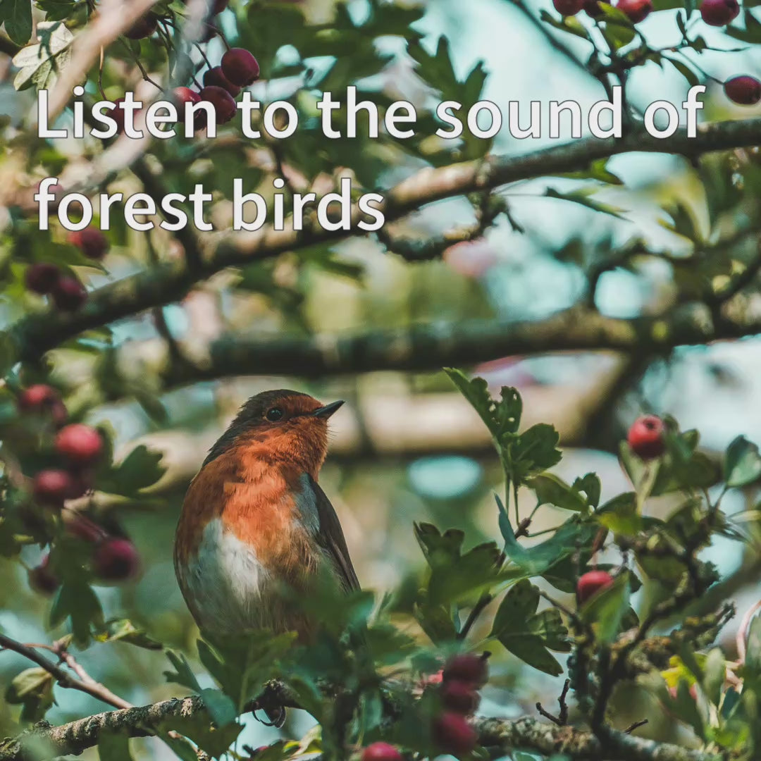 Bird sounds from the Relaxound Zwitcher Box